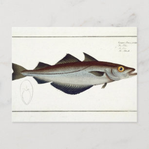 Pollack (Pollachius pollachius) plate LXVIII from Postcard