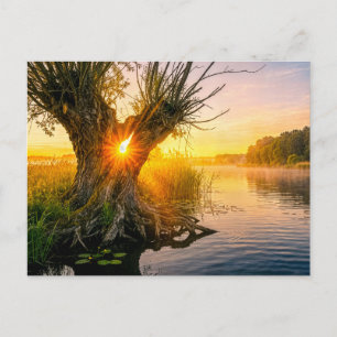 Pollard willow by misty river sunrise postcard