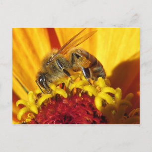 Pollinating Bee Close Up Postcard