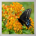 Pollinating Butterfly Poster