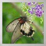 Pollinating Butterfly Print