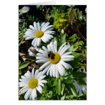 Pollinating Daisy Bee