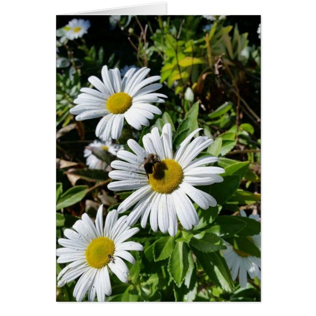 Pollinating Daisy Bee Cards (Front)
