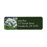 Pollinators on White Angelica Flowers Label