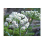 Pollinators on White Angelica Flowers Postcard