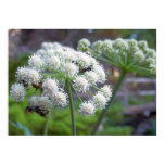 Pollinators on White Angelica Flowers Poster
