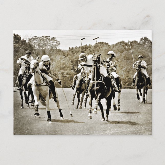 Polo Horses Galloping Postcard (Front)