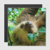 Poly Animals - Sloth (Front/Back)