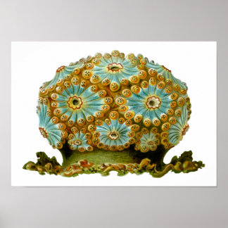 Polycyclus cyaneus Ernst Haeckel Fine Art Poster