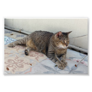 Polydactyl Gifts on Zazzle