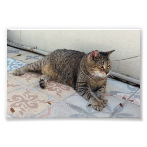 Polydactyl Cat Key West Florida Photo Print