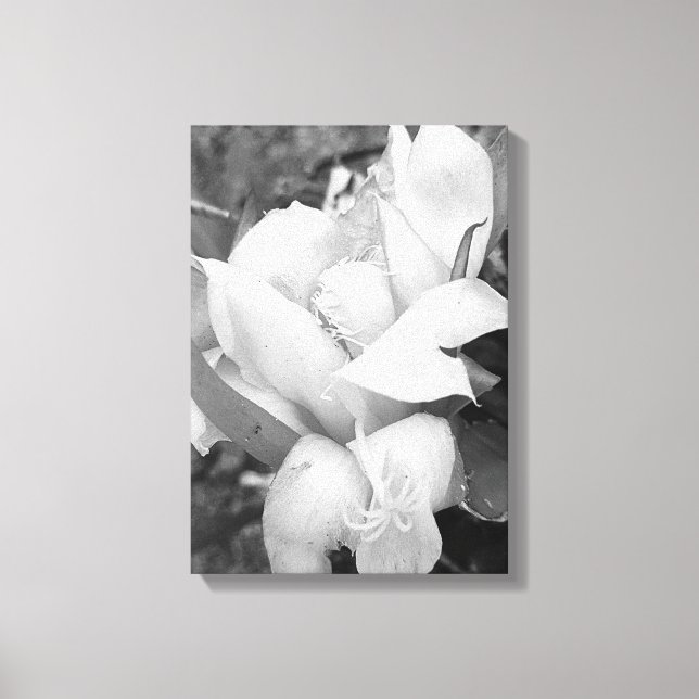 POLYNESIAN DRAGON CACTUS NIGHT BLOOM  CANVAS PRINT (Front)