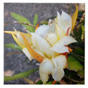 POLYNISIAN DRAGON CACTUS NIGHT BLOOM tile