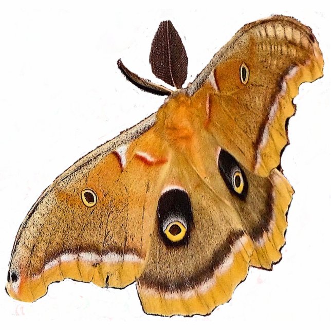 Polyphemus Christmas Acrylic Hanging Statuette (Front)