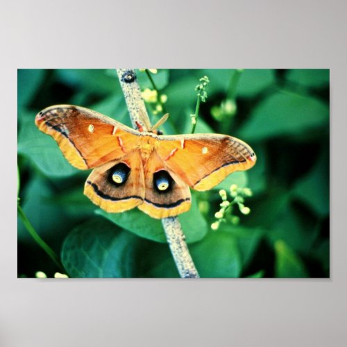 Polyphemus Moth Poster