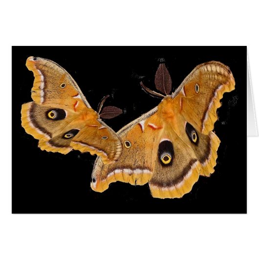 Polyphemus Moths Cards (Front Horizontal)