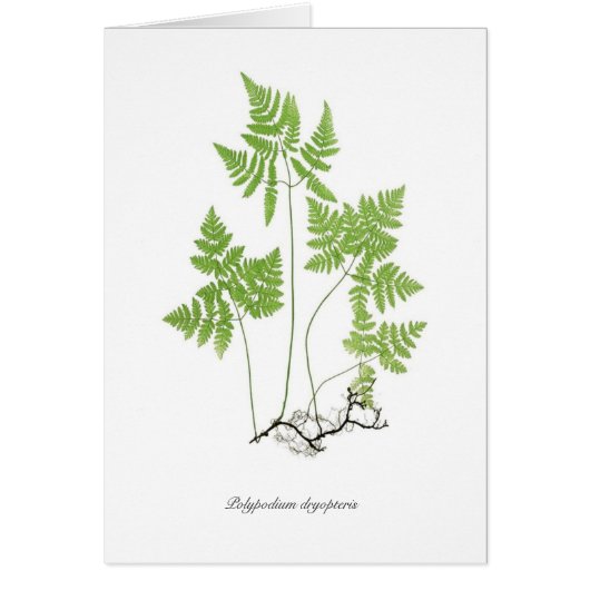 Polypodium dryopteris cards (Front)