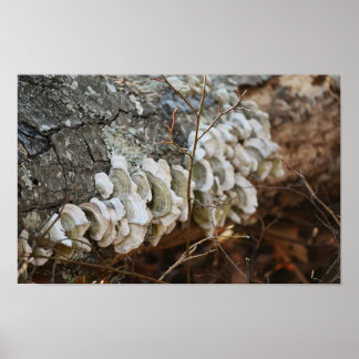 Polypore Mushrooms on Fallen Tree Poster