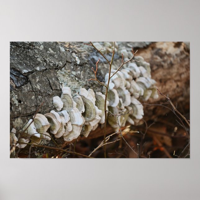 Polypore Mushrooms on Fallen Tree Poster (Front)