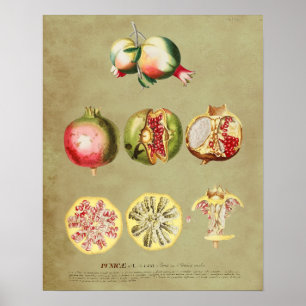 Pomegranate 1 poster