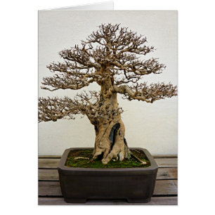 Pomegranate Bonsai Tree