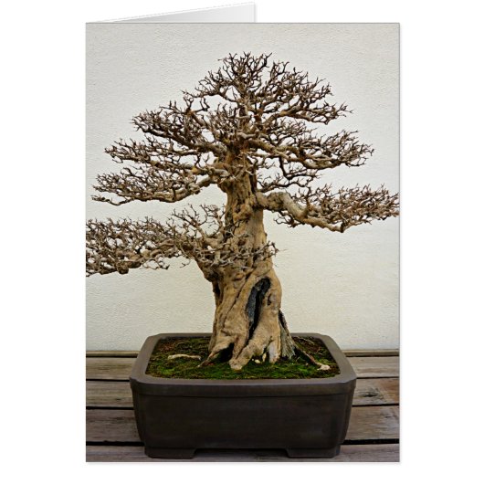 Pomegranate Bonsai Tree Cards (Front)