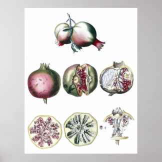 Pomegranate-botanical print