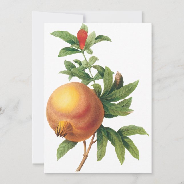 Pomegranate by Redoute Invitation (Front)