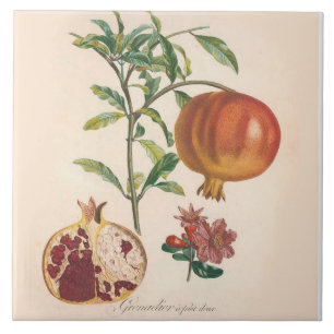 Pomegranate Decorative Ceramic Tile Kitchen Accent