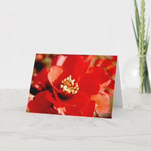 Pomegranate Flower Card