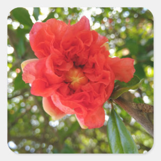 Pomegranate Flower Square Sticker
