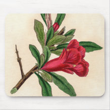 Pomegranate flower - vintage illustration detail