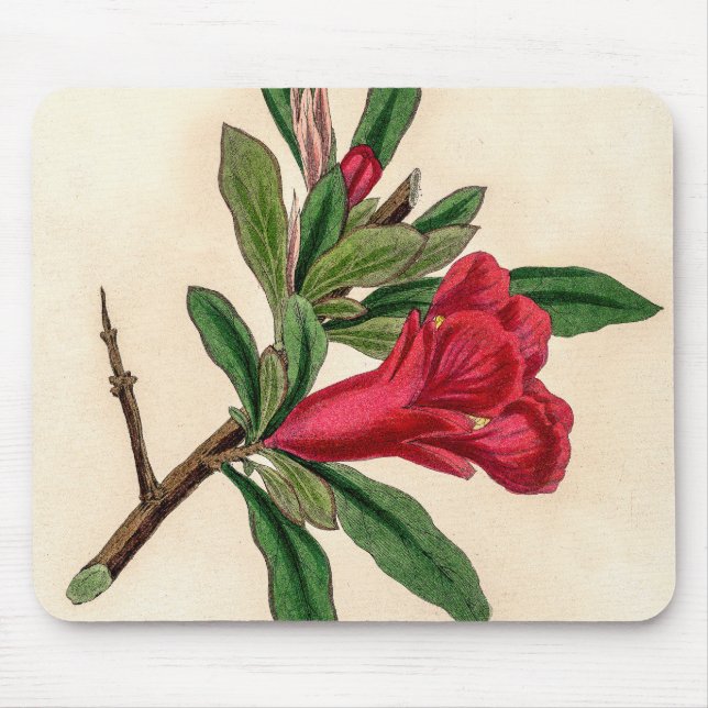 Pomegranate flower - vintage illustration detail mouse pad (Front)