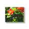 Pomegranate flowers