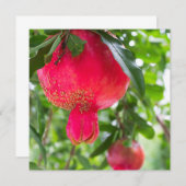 Pomegranate fruit (Front/Back)