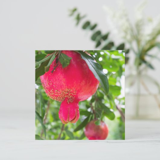 Pomegranate fruit (Standing Front)
