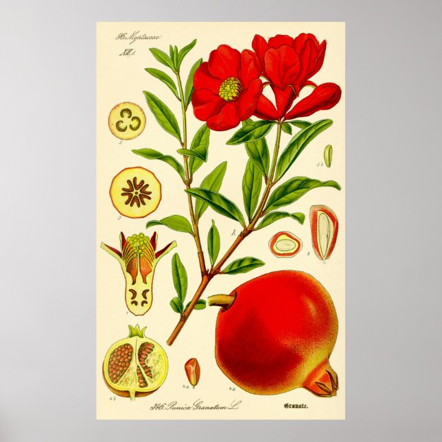 Pomegranate Month Vintage Illustration Poster (Front)