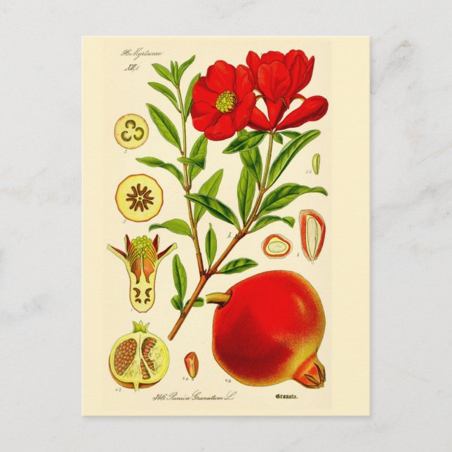 Pomegranate Postcard (Front)