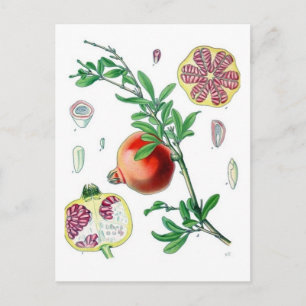 Pomegranate Postcard