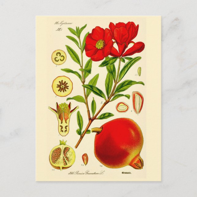 Pomegranate Postcard (Front)