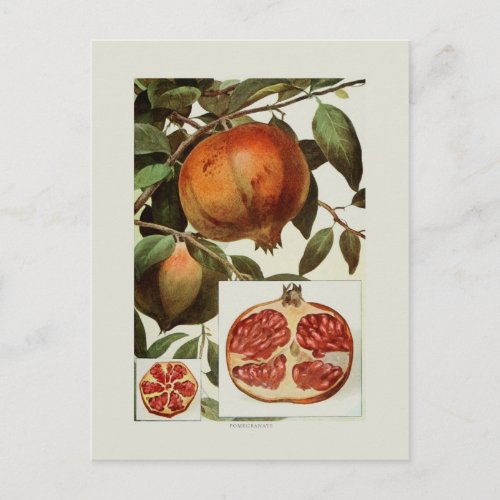 Pomegranate Postcard