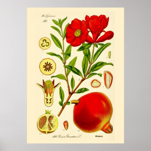 Pomegranate Poster