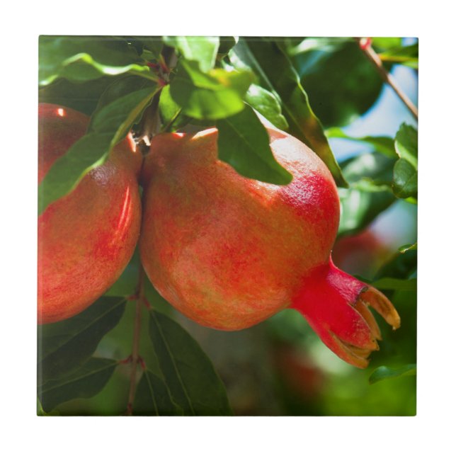 Pomegranate Tile (Front)