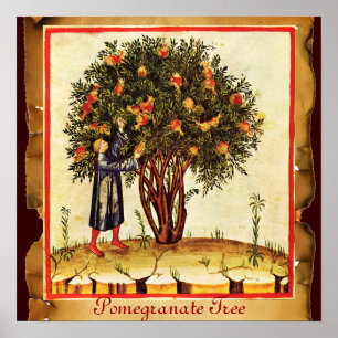 POMEGRANATE TREE ANTIQUE PARCHMENT POSTER