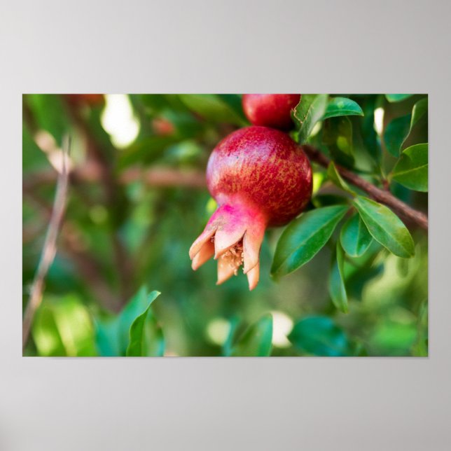 Pomegranate tree poster (Front)