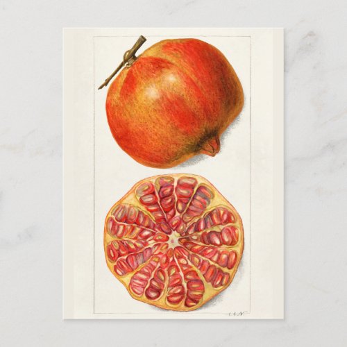 Pomegranates Punica Granatum Fruit Painting Postcard