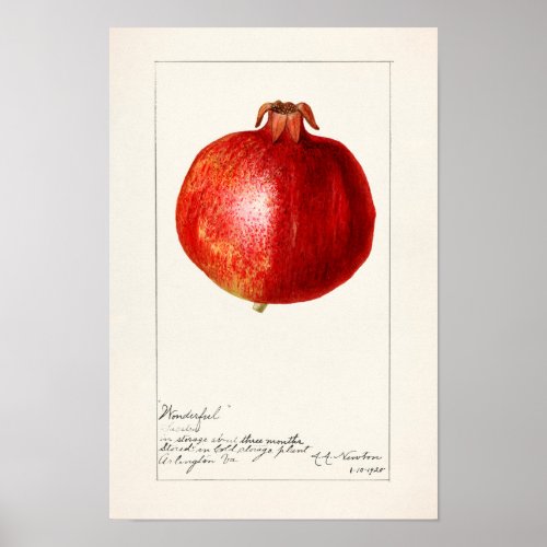 Pomegranates Punica Granatum Fruit Painting Poster