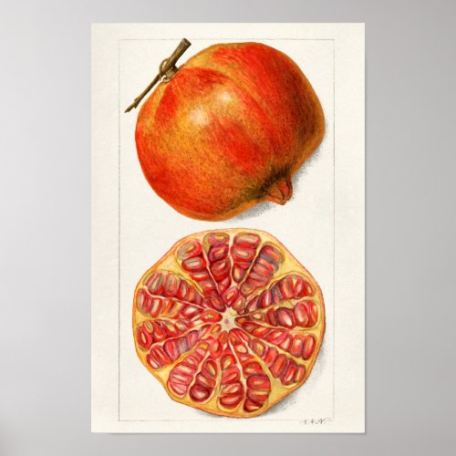 Pomegranates Punica Granatum Fruit Painting Poster