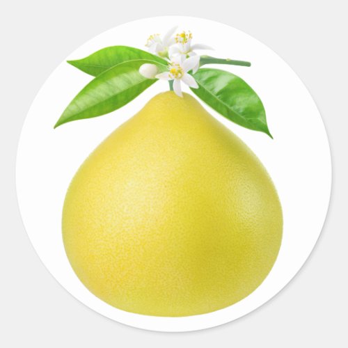 Pomelo on a branch classic round sticker