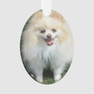 Pomeranian Acrylic Ornament